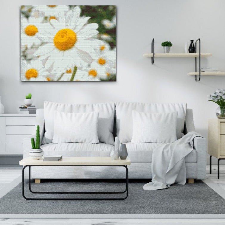 Marguerite Daisies